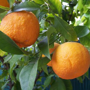 نهال درخت میوه نارنج