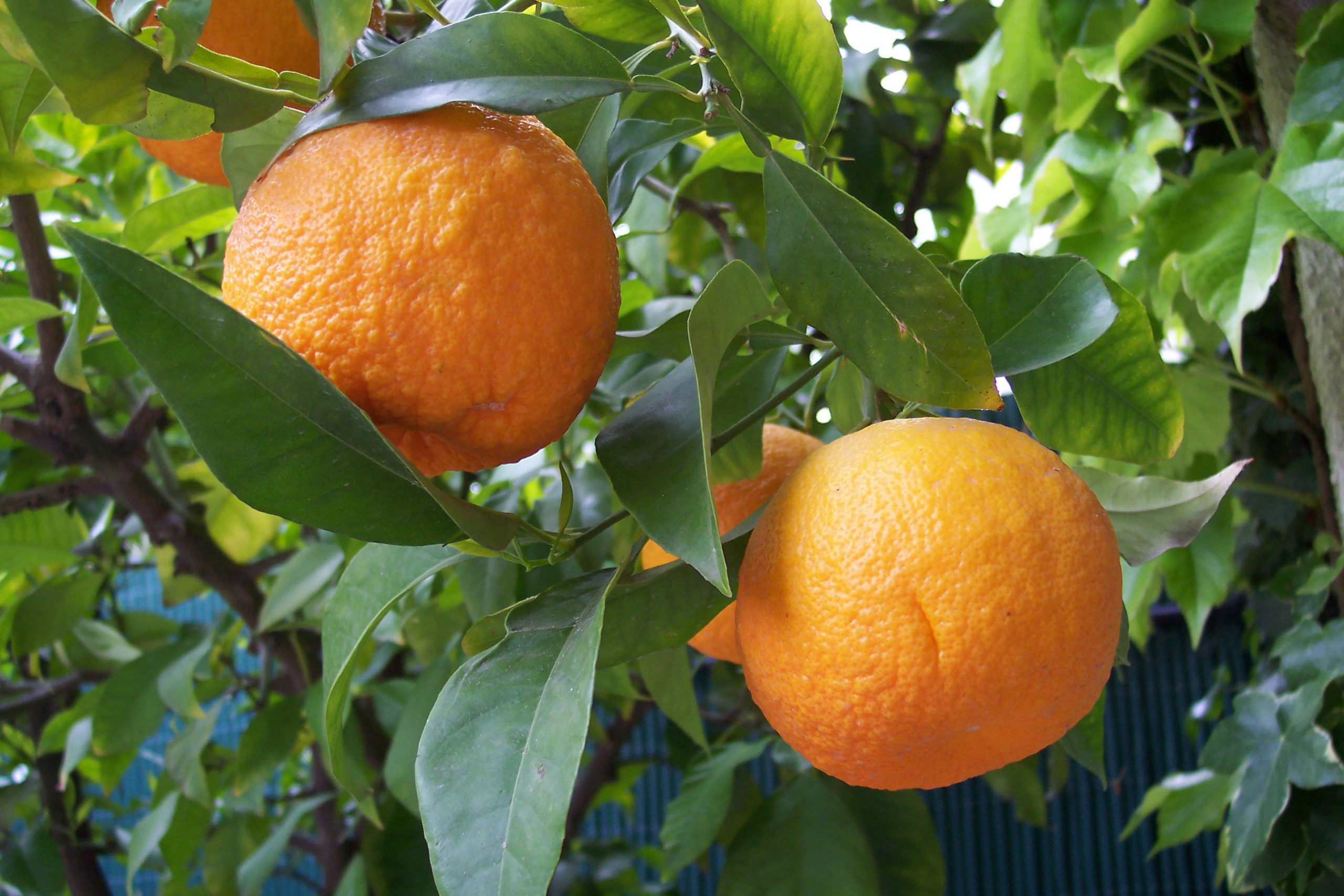 نهال درخت میوه نارنج